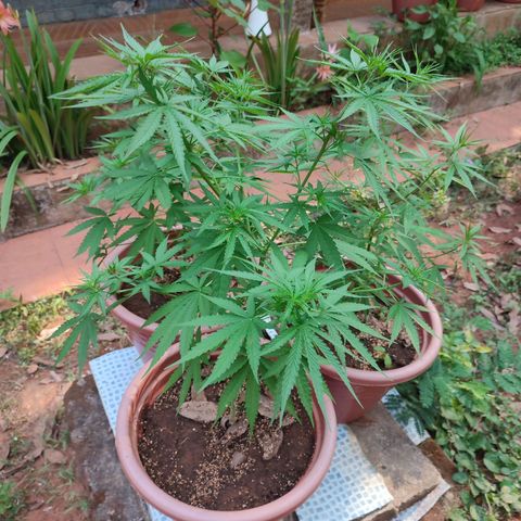 White Widow growlog timeline photo