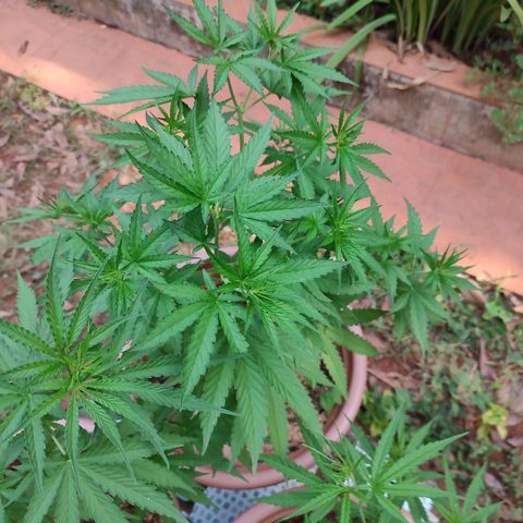 White Widow growlog timeline photo