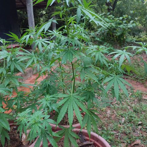 White Widow growlog timeline photo