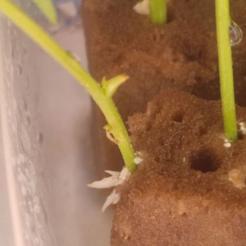 White Widow growlog photo: roots!