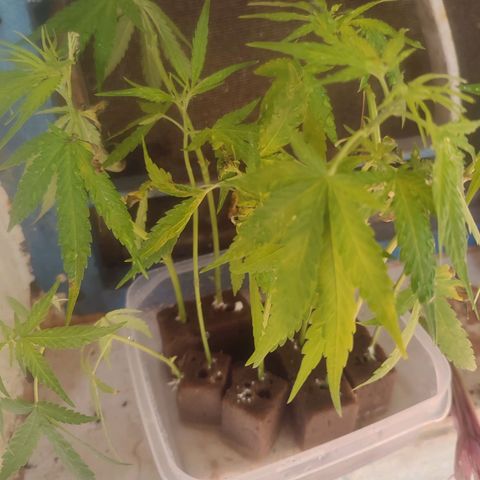 White Widow growlog photo: roots!