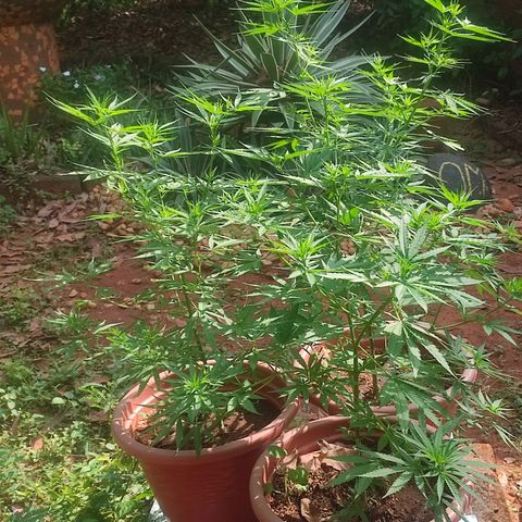 White Widow growlog timeline photo