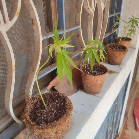 White Widow growlog photo: Potting 