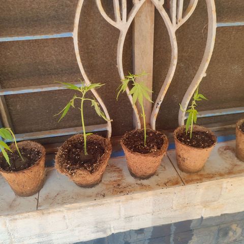 White Widow growlog photo: Potting 