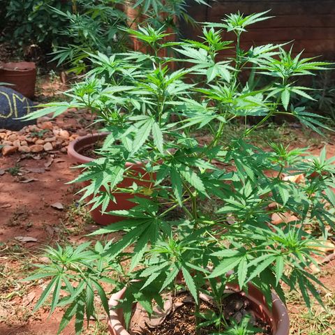 White Widow growlog timeline photo
