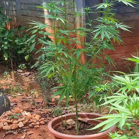 White Widow growlog timeline photo