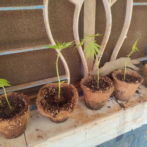 White Widow growlog photo: started to grow 