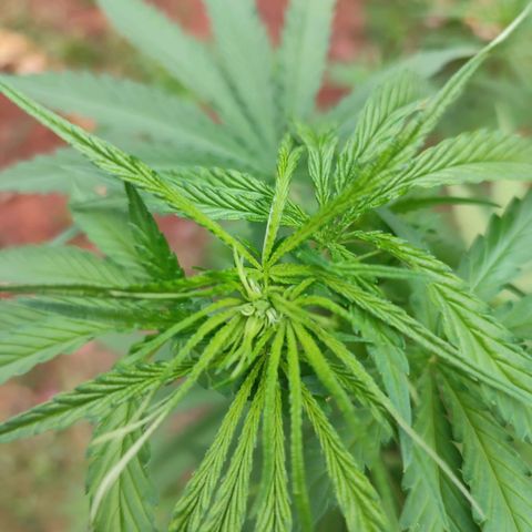 White Widow growlog timeline photo