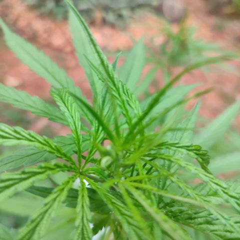 White Widow growlog timeline photo