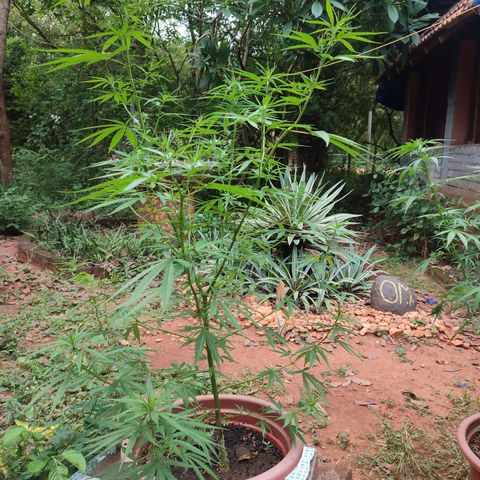 White Widow growlog timeline photo