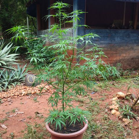 White Widow growlog timeline photo