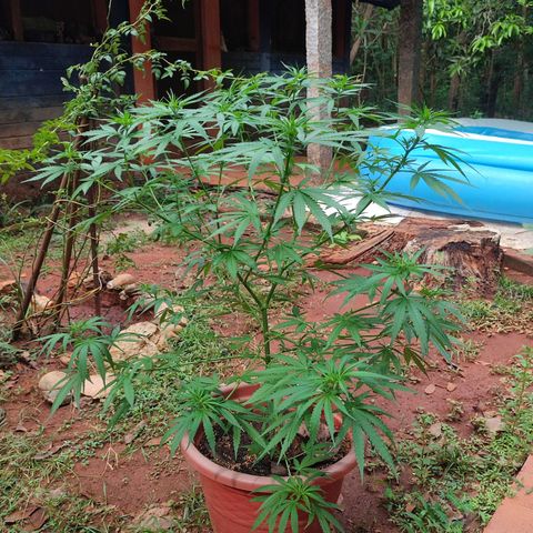 White Widow growlog timeline photo