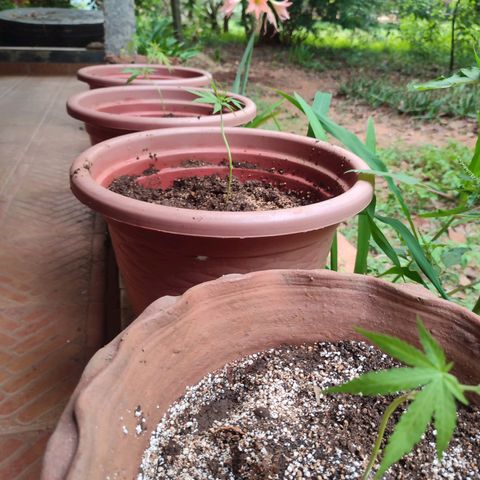 White Widow growlog photo: rehoming 