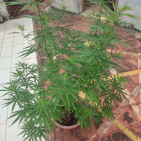 White Widow growlog timeline photo