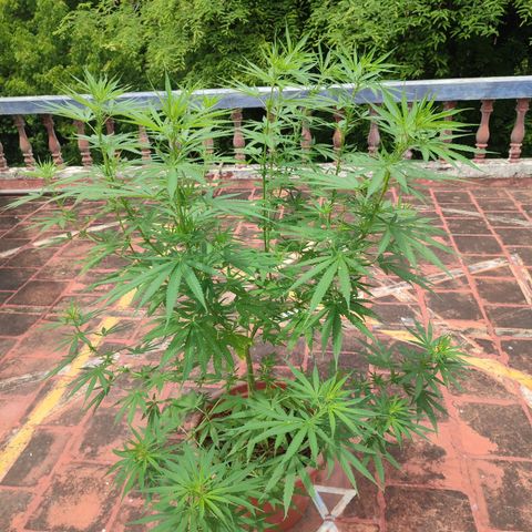 White Widow growlog timeline photo