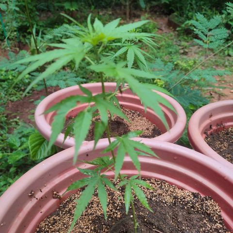 White Widow growlog timeline photo