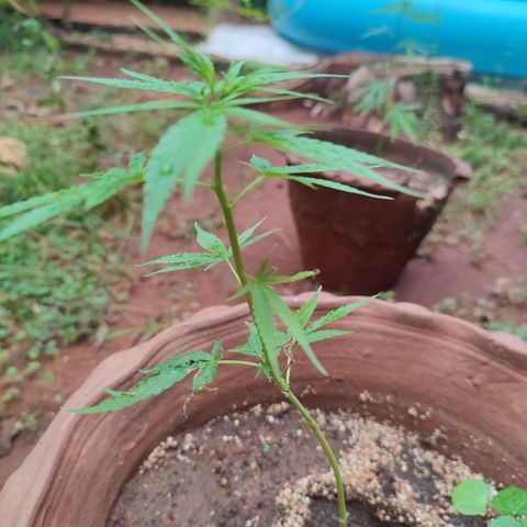 White Widow growlog timeline photo