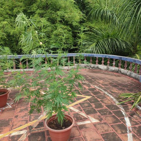 White Widow growlog timeline photo
