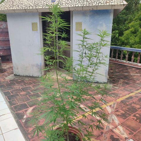 White Widow growlog timeline photo