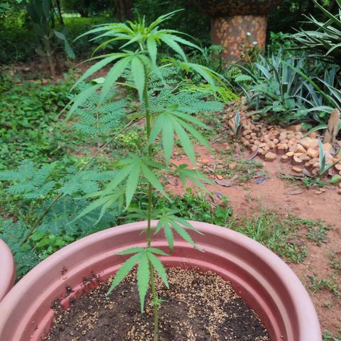 White Widow growlog timeline photo