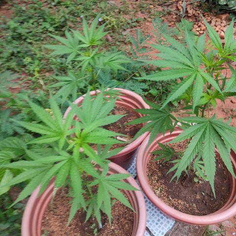 White Widow growlog timeline photo
