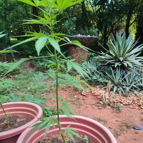 White Widow growlog timeline photo