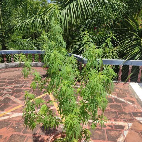 White Widow growlog timeline photo