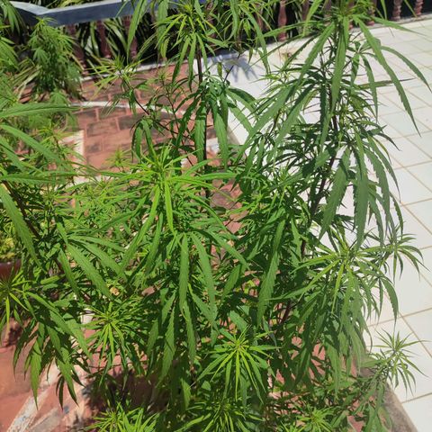 White Widow growlog timeline photo
