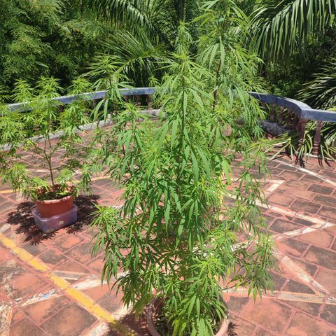 White Widow growlog timeline photo
