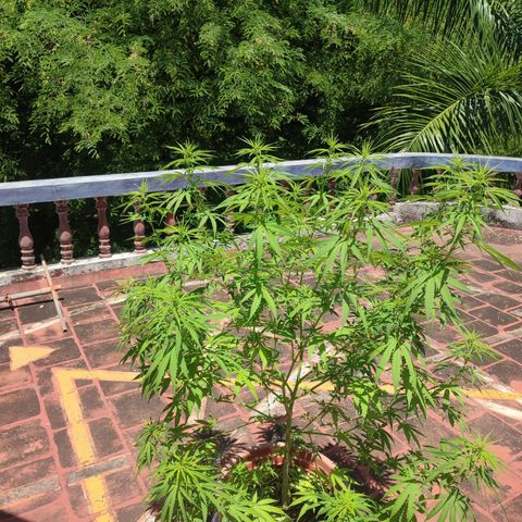 White Widow growlog timeline photo