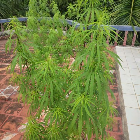 White Widow growlog photo: defoliating 