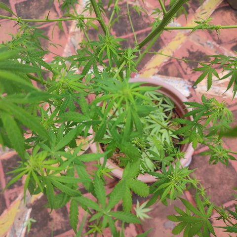 White Widow growlog photo: defoliating 