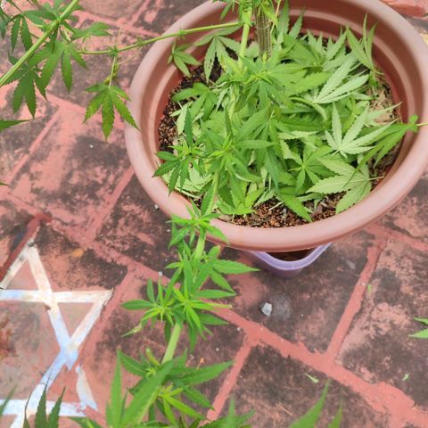 White Widow growlog photo: defoliating 