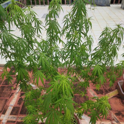 White Widow growlog photo: defoliating 