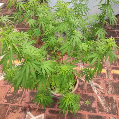 White Widow growlog photo: defoliating 