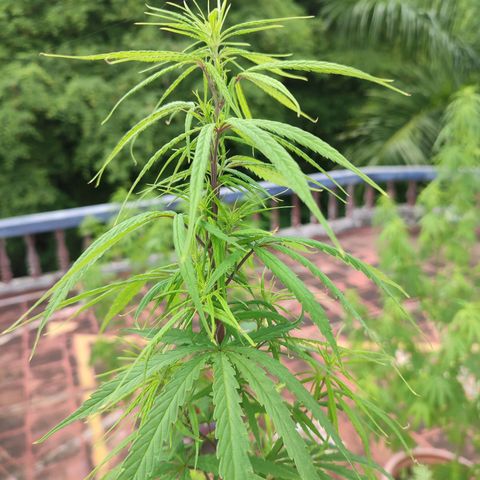 White Widow growlog photo: defoliating 