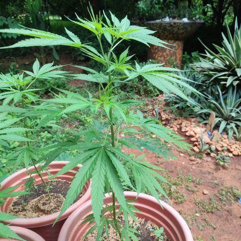 White Widow growlog timeline photo