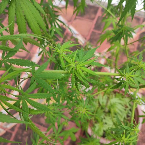 White Widow growlog photo: defoliating 