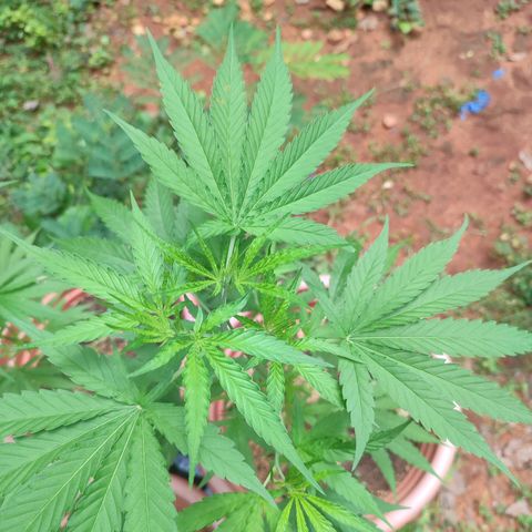 White Widow growlog timeline photo