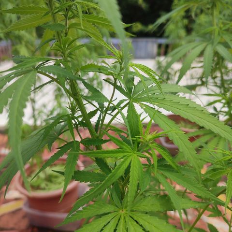 White Widow growlog photo: defoliating 