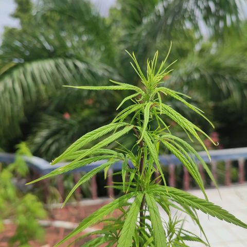 White Widow growlog timeline photo