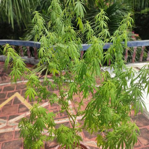 White Widow growlog timeline photo