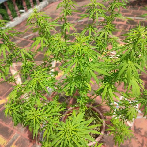 White Widow growlog timeline photo