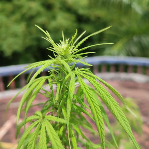White Widow growlog timeline photo