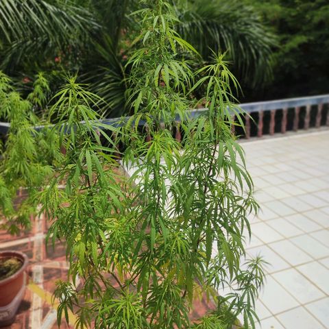 White Widow growlog timeline photo