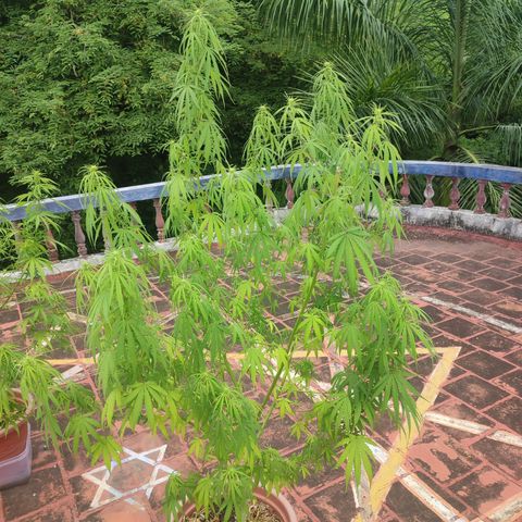 White Widow growlog photo: Plants drop leaves and grow lots of buds
