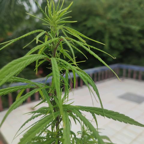 White Widow growlog photo: Plants drop leaves and grow lots of buds