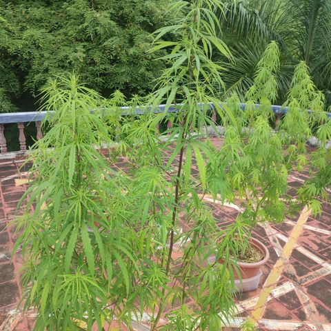 White Widow growlog photo: Plants drop leaves and grow lots of buds