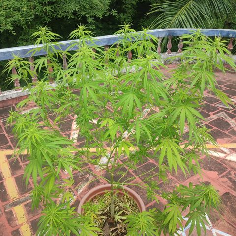 White Widow growlog photo: Plants drop leaves and grow lots of buds