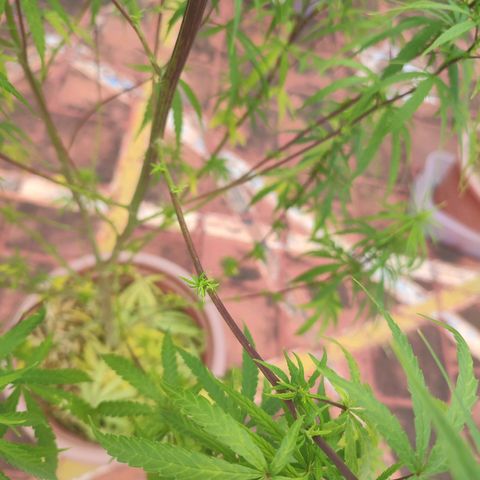 White Widow growlog photo: Plants drop leaves and grow lots of buds